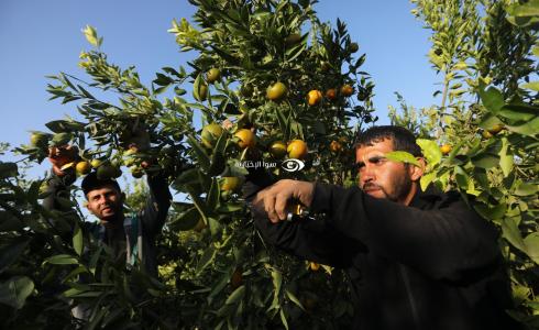 قطف ثمار الحمضيات جنوب قطاع غزة