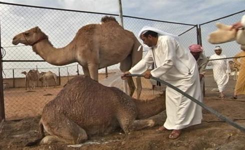 فيروس الإبل