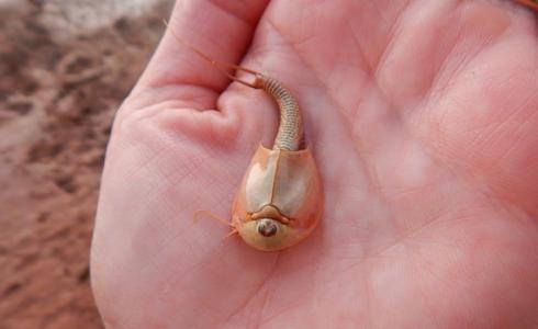 روبيان الديناصورات