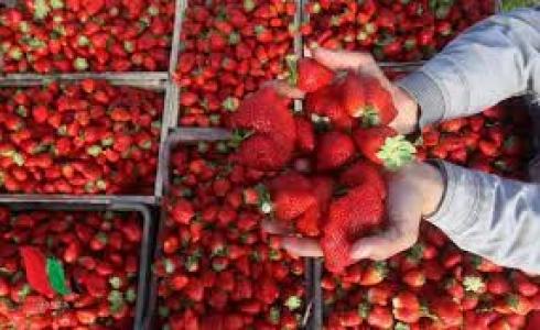من مزارع الفراولة في قطاع غزة