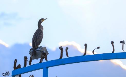 البطة المهاجرة تقف على أحد قوارب الصيد في ميناء غزة