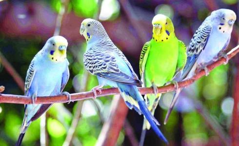 طائر البادجي