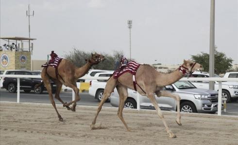 مهرجان سباق الهجن العربية الاصيلة في قطر
