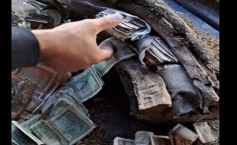 كنز داخل جذع شجرة زيتون