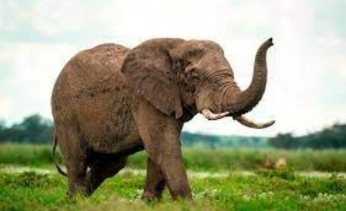 قتيلان في هجوم أفيال