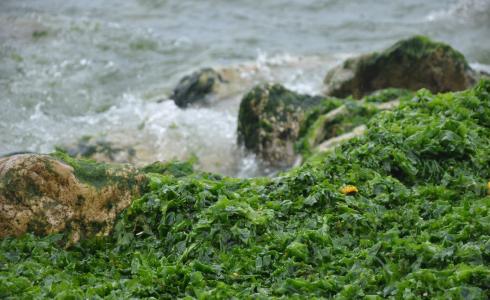 الطحالب الخضراء في غزة