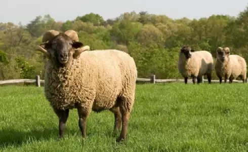 هل يجوز الاشتراك أقل من سبعة في الأضحية