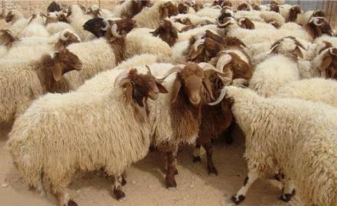 ما هو الهدي في الحج ـ ما معنى الهدي في الحج 1444