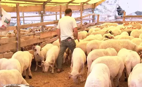 أسعار الأضاحي في لبنان لعام2023