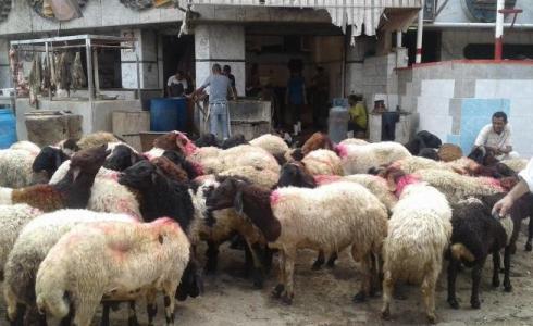 بتخفيضات 40%..أسعار الأضاحي في مصر