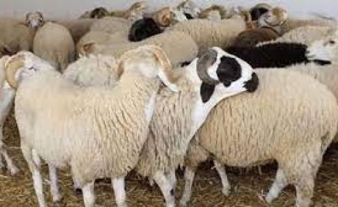 شروط الأضحية في الغنم