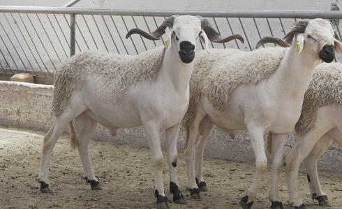 أسعار الأضاحي 2023 في الإمارات