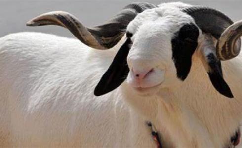 شروط الأضحية من البقر