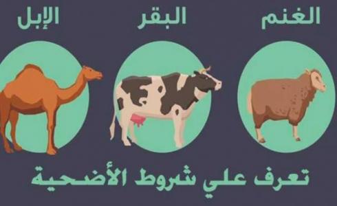 اعمار الاضاحي وفق الشريعة الإسلامية