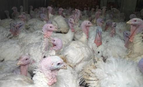 ضبط أطنان من لحوم الحبش الغير صالحة للاستخدام في غزة