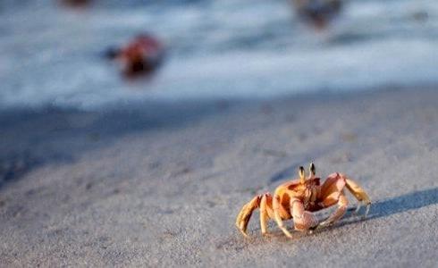 سرطان يستخدم قبعة من قنديل البحر