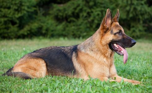 ياباني ينفق آلاف الدولارات ليتحول إلى كلب