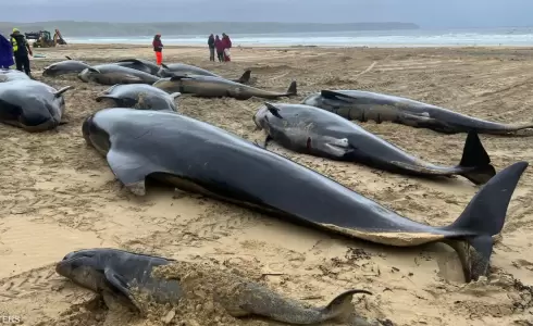 نفوق عشرات الحيتان في اسكتلندا