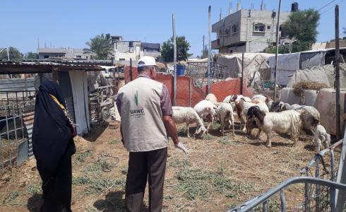 "العمل الزراعي بغزة" ينفذ زيارات ارشادية بيطرية لمربي الأغنام بخان يونس