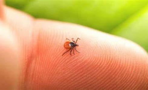 ماهو مرض لايم الذي أصاب بيلا حديد - أعراض مرض لايم