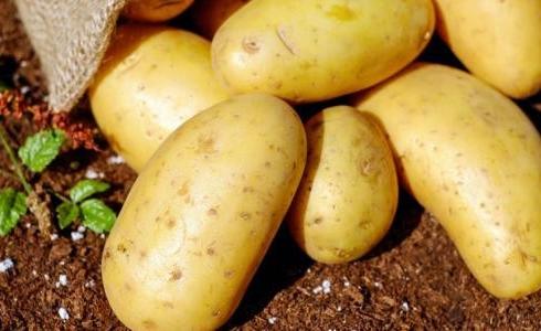 فوائد عديدة.. ما تفعل البطاطا الصفراء بجسم الإنسان عند تناولها؟