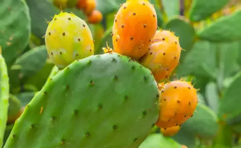 لن تصدق.. فوائد سحرية لقشر التين الشوكي