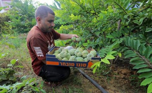 مزارعو غزة يبدؤون قطف القشطة ويوجهون طلبا لوزارة الزراعة