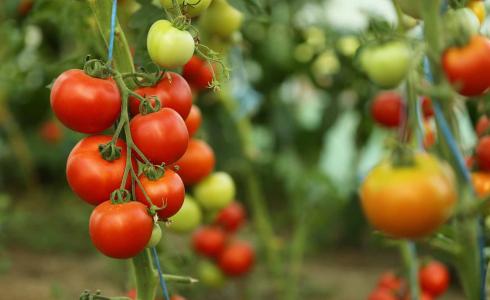 ثمرة البندورة