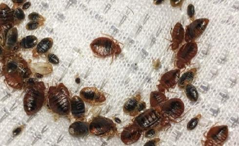 بق الفراش يعز مدارس فرنسا