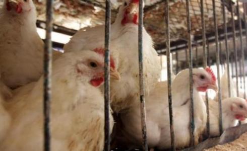 أسعار الدجاج والخضروات اليوم الإثنين 02 أكتوبر في غزة