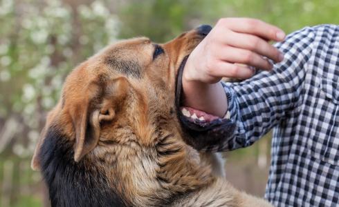 داء الكلب - تعبيرية