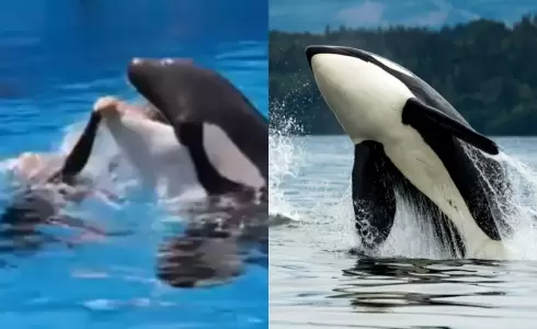 قصة جيسيكا والحوت الأوركا الحقيقة الكاملة - وفاة جيسيكا