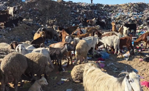 مواشي غزة تأكل من مكبّات النفايات