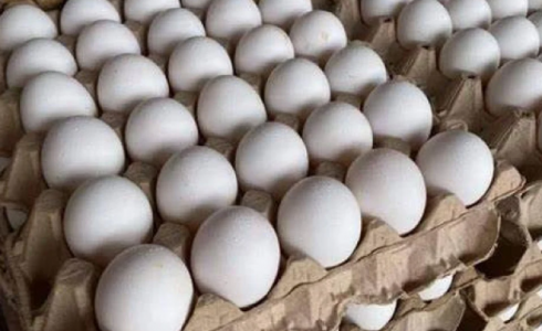 مباحث التموين تضبط 260 طبق بيض