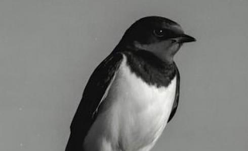 مواعيد عرض مسلسل الخطيفة - رمضان 2026 والقنوات الناقلة