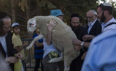 قرابين حيوانية - تعبيرية