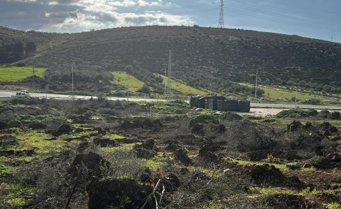 الاحتلال يقتلع أشجار زيتون غرب الخليل