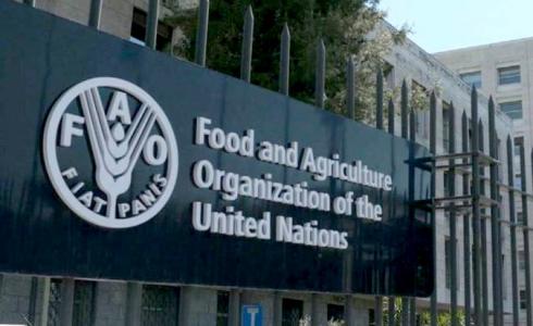 منظمة الأغذية والزراعة التابعة للأمم ​المتحدة (فاو)
