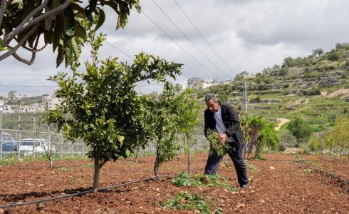 وكالة بيت مال القدس تختتم مشروع "صمود" الزراعي في قرى محافظة القدس