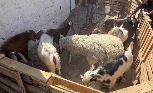 للعام الثالث.. الأضاحي تغيب عن غزة