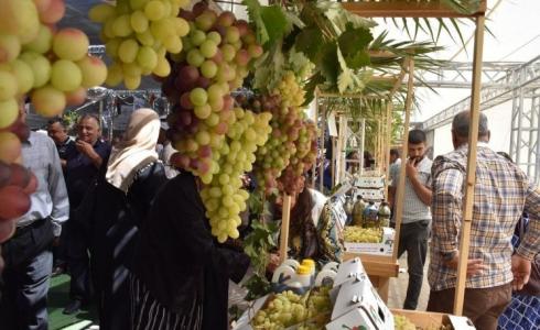 افتتاح مهرجان أيام العنب الخليلي