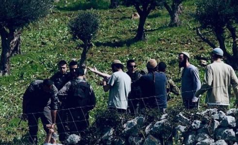 مستوطنون يسرقون الزيتون من أرضي المواطنين بالضفة
