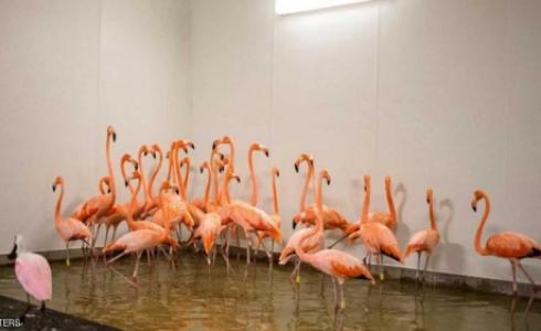 نقل النسر أبيض الظهر من قفصه ووضعته في غرفة أسمنتية 