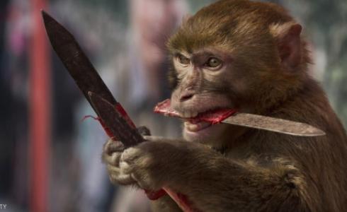 قرد من فصيلة أخرى أثناء تدريبه على العمل