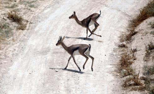 غزال الجبل الفلسطيني