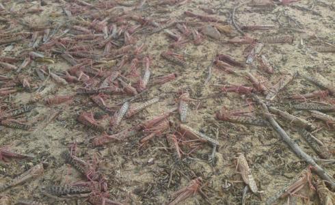 الجراد في الرياض - ارشيفية