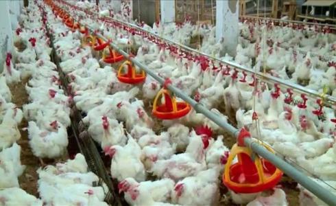 الدواجن في قطاع غزة- تعبيرية