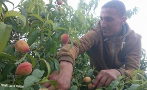 جني ثمار الخوخ شرق خانيونس