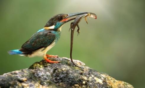 يعتقد أن الأنواع الاستوائية هي الأكثر عرضة للخطر.