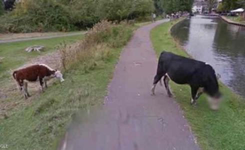 غوغل قالت إنها لم تقصد إخفاء وجوه البقر